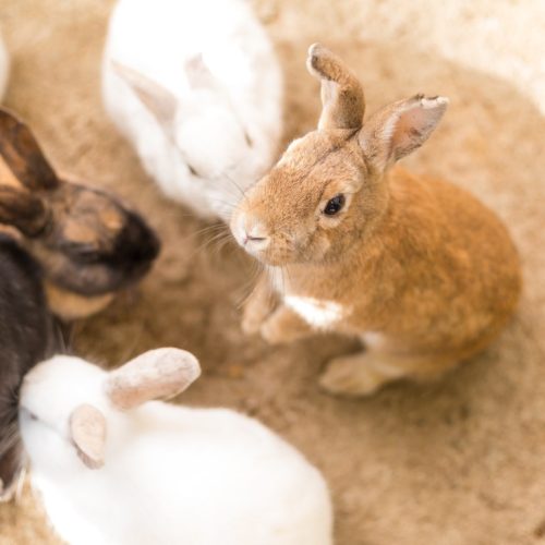 cute-rabbit-in-farm-2025-03-24-14-04-41-utc (Medium) cute-rabbit-in-farm-2025-03-24-14-04-41-utc (Medium)