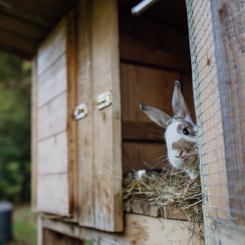 fluffy-pet-rabbit-bunny-watching-from-wooden-rab-2024-10-18-08-59-38-utc (Medium)
